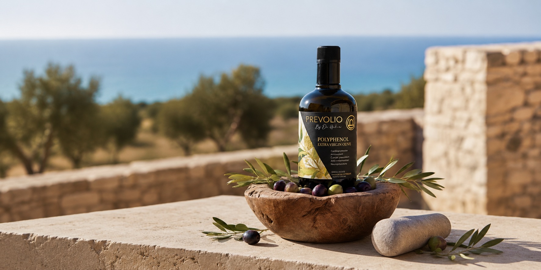 Olive orchard sunny