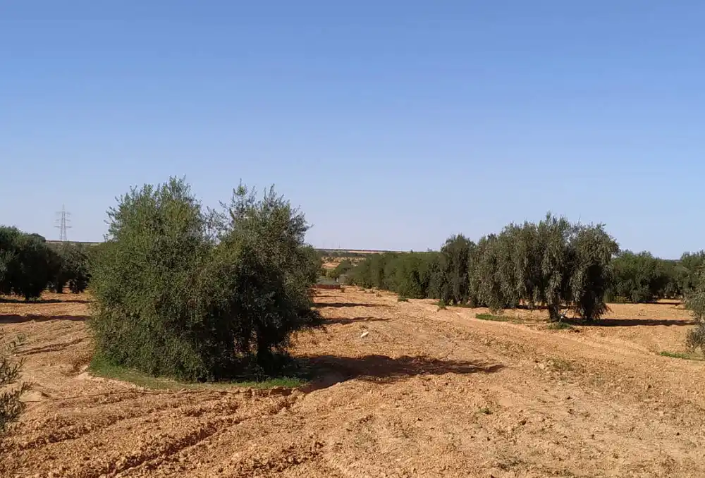 Olive grove in Tunisia