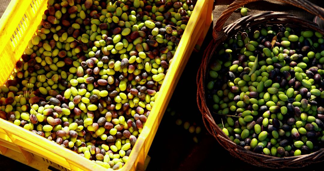 Chemlali vs. Chétoui: Discover Tunisia’s Signature Olive Varieties